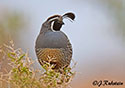 Callipepla californica